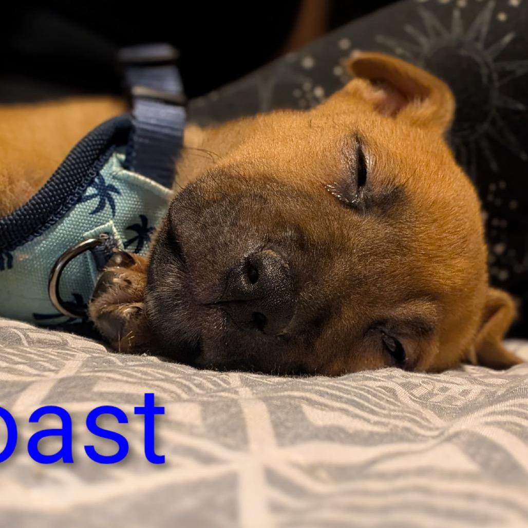 Enlarge Toast, a Adoptable mixed breed in Melbourne, KY image 1/1