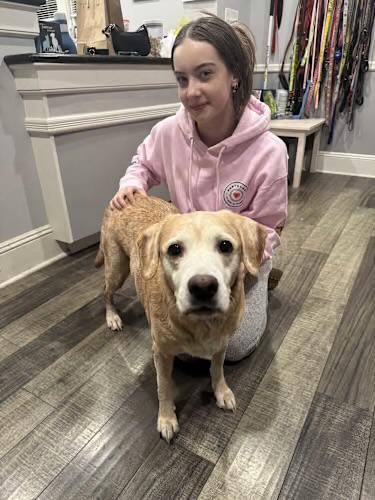 Enlarge Willa, a ADOPTABLE mixed breed in Mahwah, NJ image 3/4