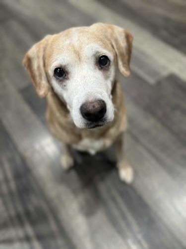 Willa, ADOPTABLE, Senior Female Yellow Labrador Retriever & Hound.