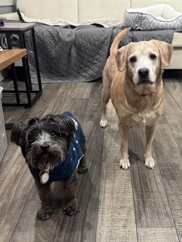 Enlarge Willa, a ADOPTABLE mixed breed in Mahwah, NJ image 2/4