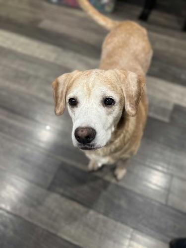 Enlarge Willa, a ADOPTABLE mixed breed in Mahwah, NJ image 4/4