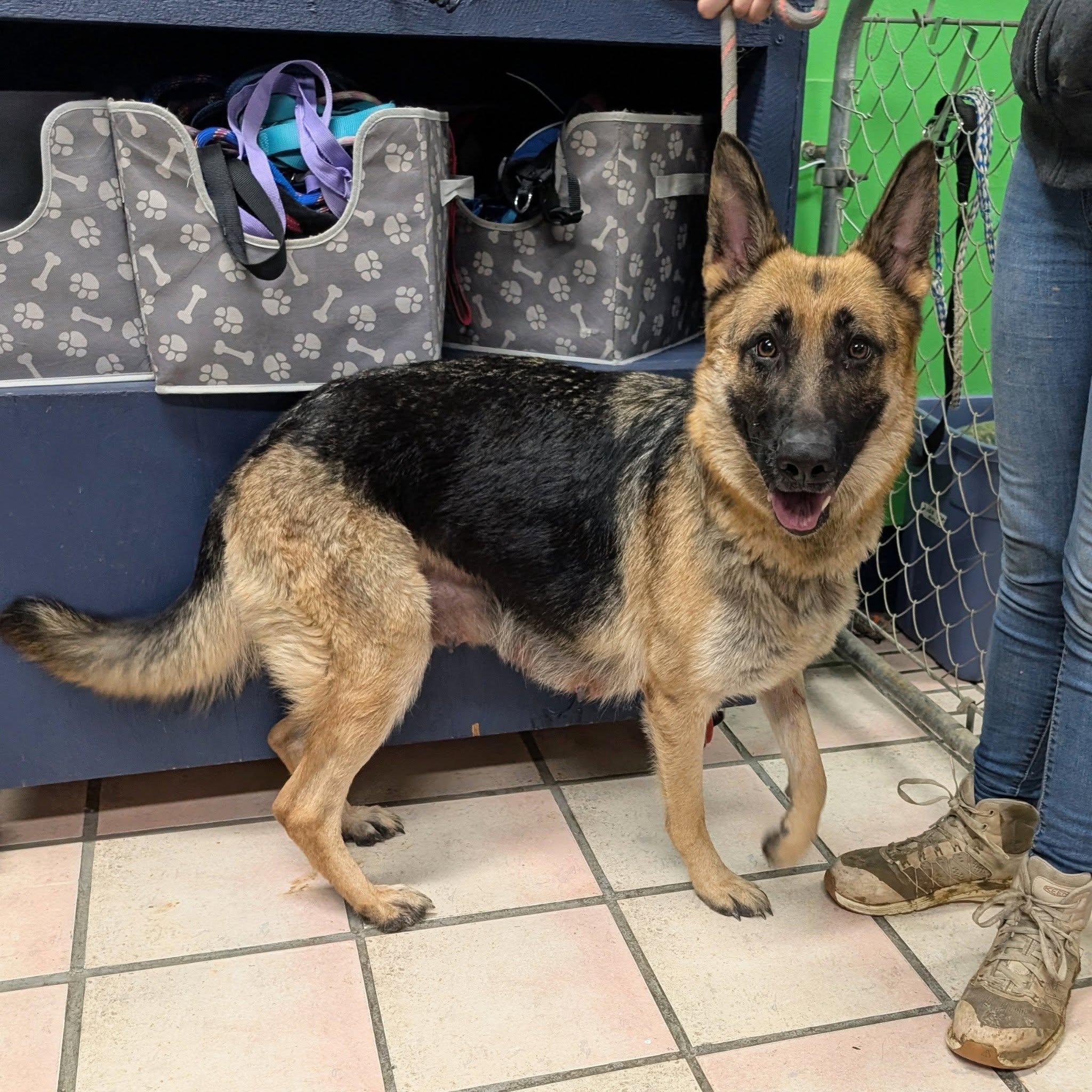 Linda, ADOPTABLE, Adult Female German Shepherd Dog.