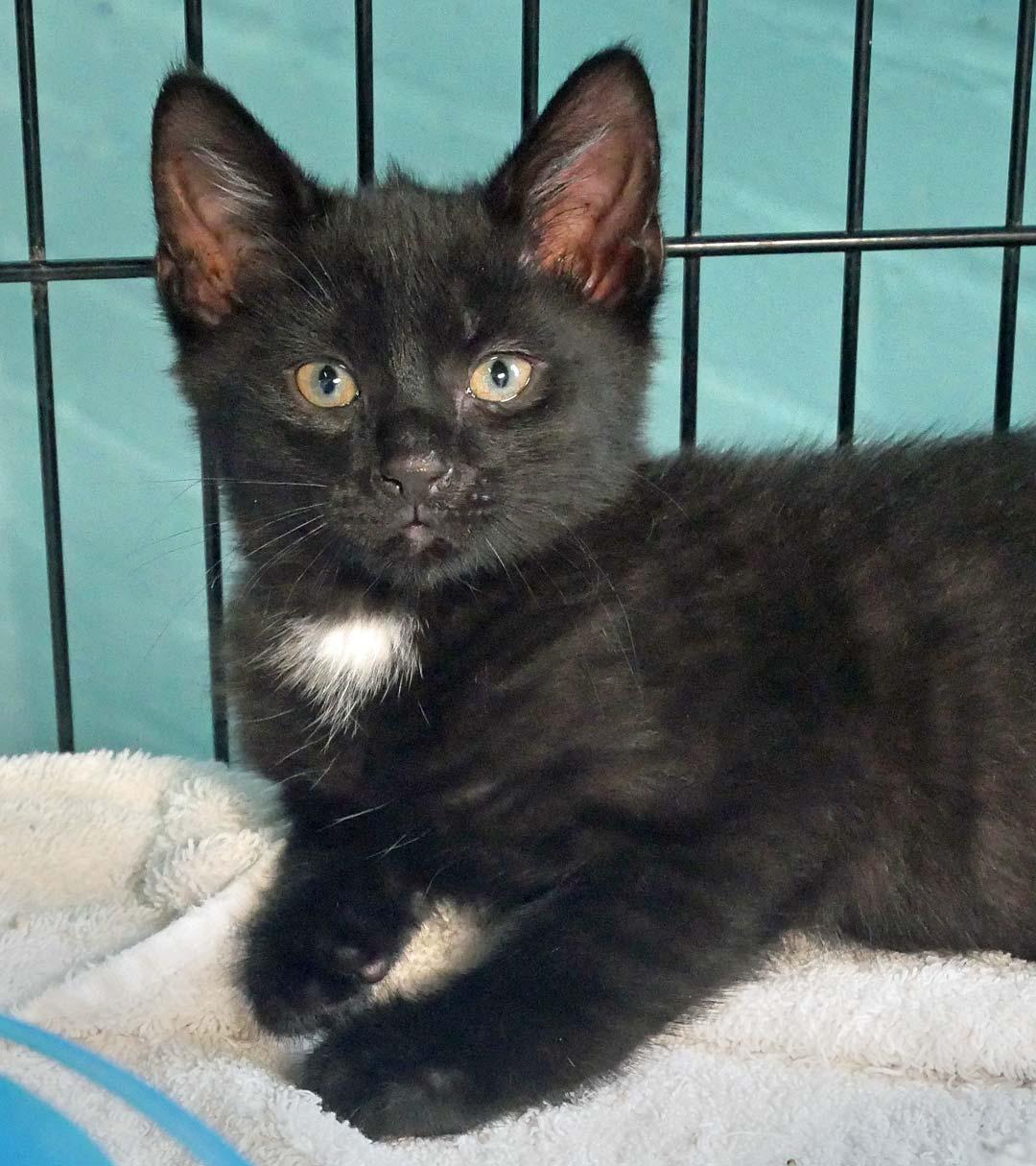 Miles, a ADOPTABLE Domestic Short Hair in Bloomingdale, NJ image 2/5