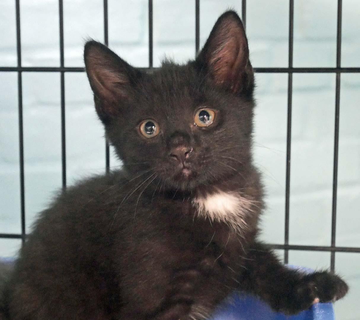 Miles, a ADOPTABLE Domestic Short Hair in Bloomingdale, NJ image 3/5