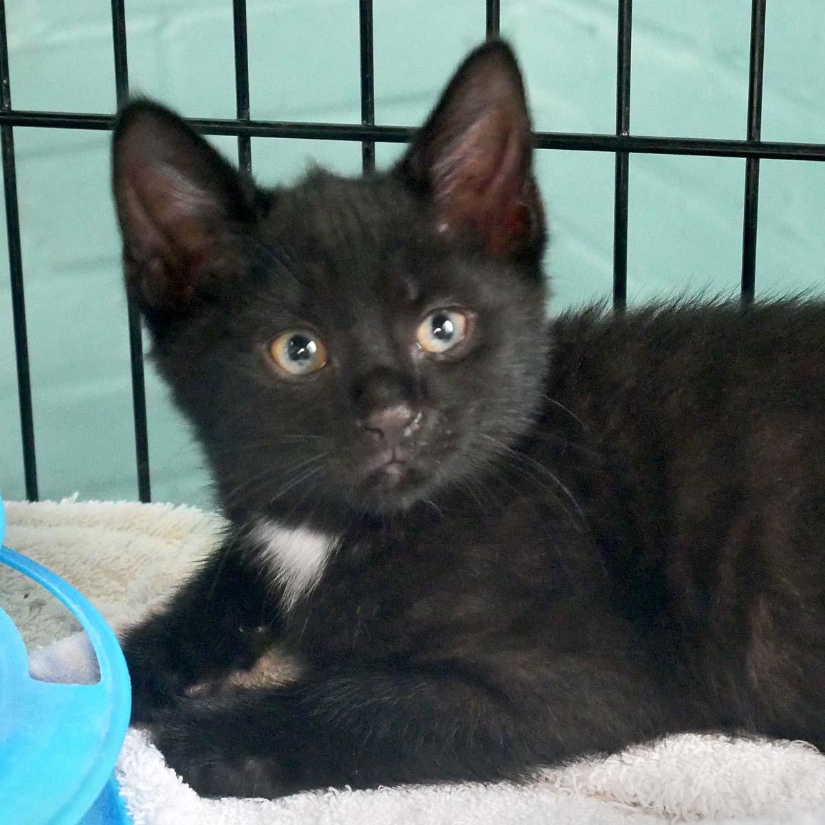 Miles, ADOPTABLE, Kitten Male Domestic Short Hair.