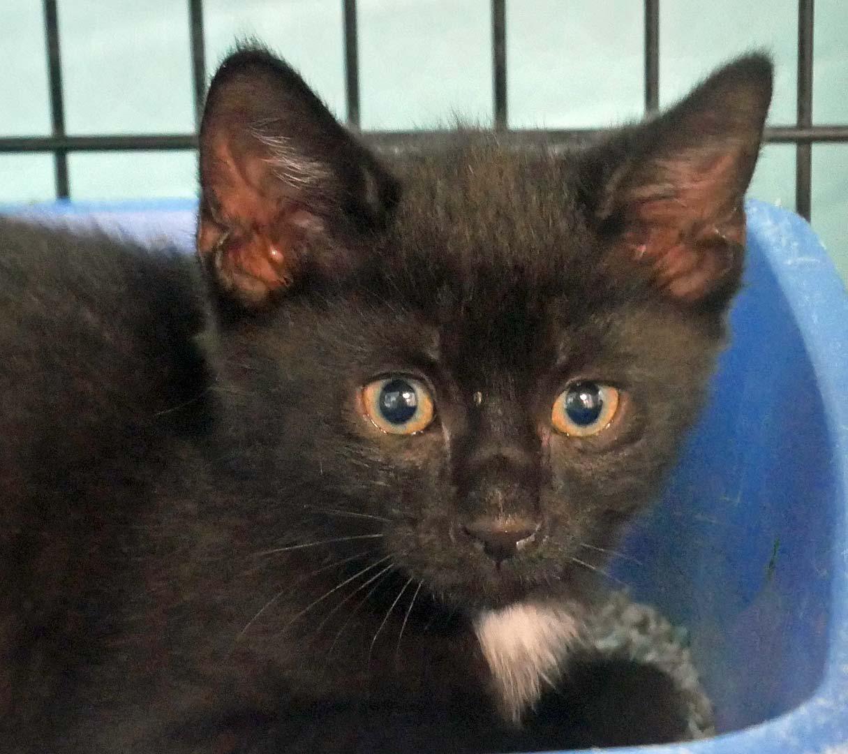 Miles, a ADOPTABLE Domestic Short Hair in Bloomingdale, NJ image 5/5