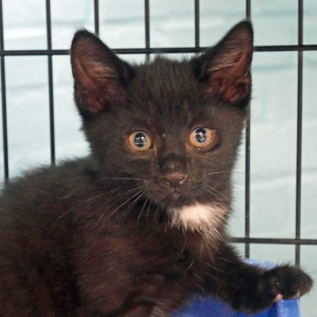 Miles, a ADOPTABLE Domestic Short Hair in Bloomingdale, NJ image 4/5