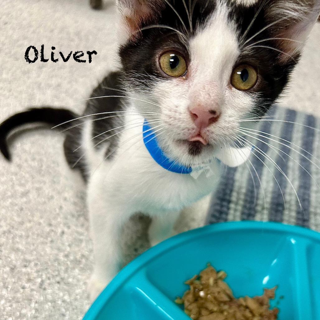 Oliver — thumbnail 2