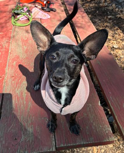 RUBY, Adoptable, Adult Female Chihuahua.