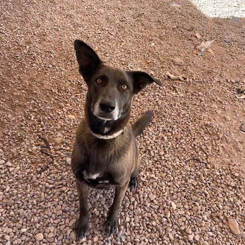Shadow, an adoptable Mixed Breed in Nopolo, BCS, 23887 | Photo Image 1