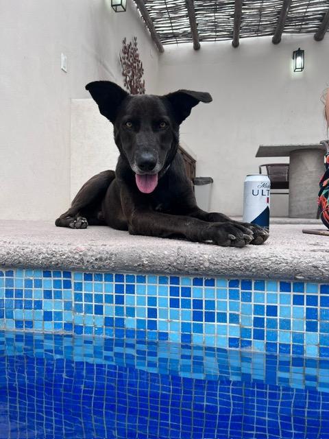 Shadow, an adoptable Mixed Breed in Nopolo, BCS, 23887 | Photo Image 2