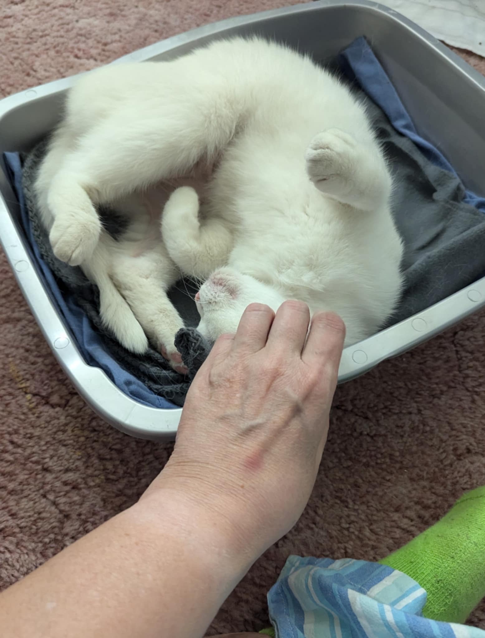 Princess, Adopted, Adult Female American Shorthair.