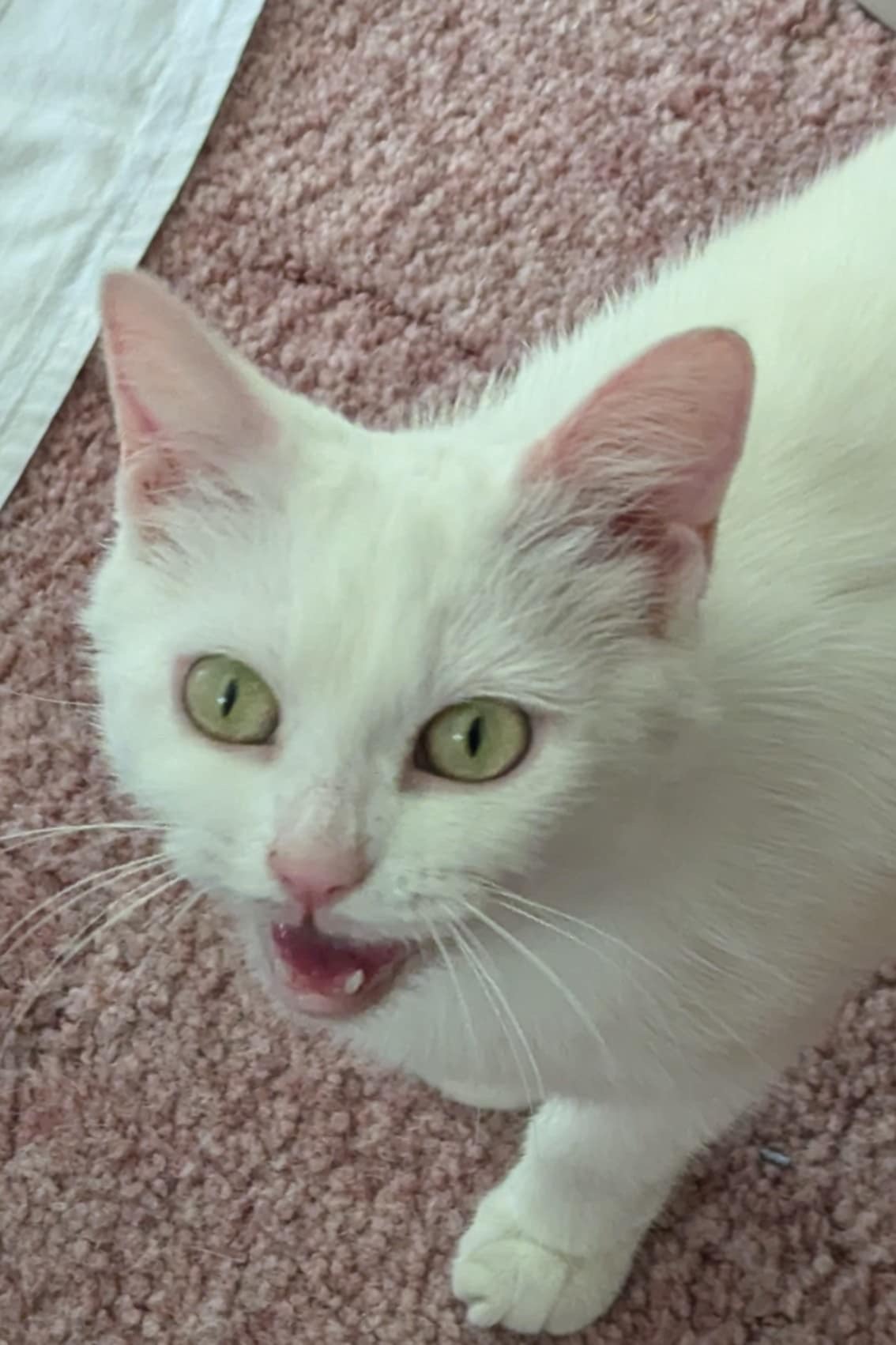 Enlarge Princess, a Adopted American Shorthair in Yakima, WA image 2/6