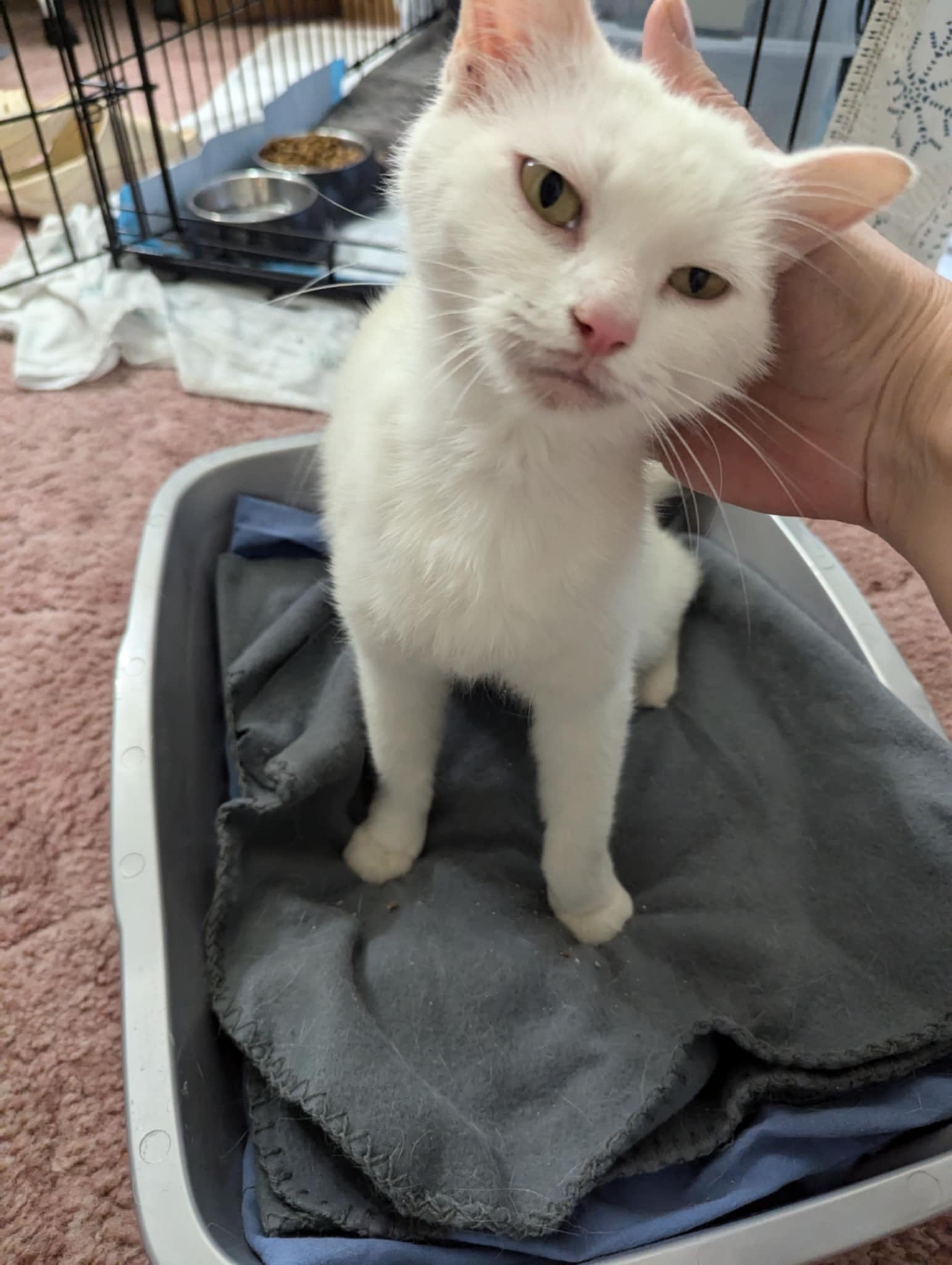 Enlarge Princess, a Adopted American Shorthair in Yakima, WA image 4/6