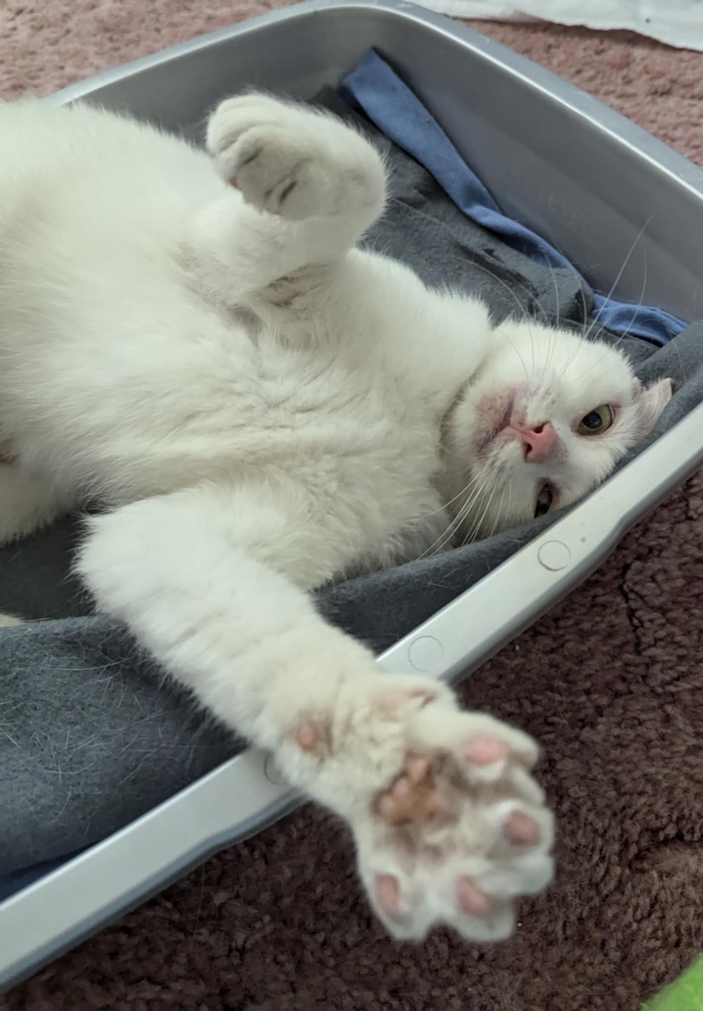 Enlarge Princess, a Adopted American Shorthair in Yakima, WA image 5/6