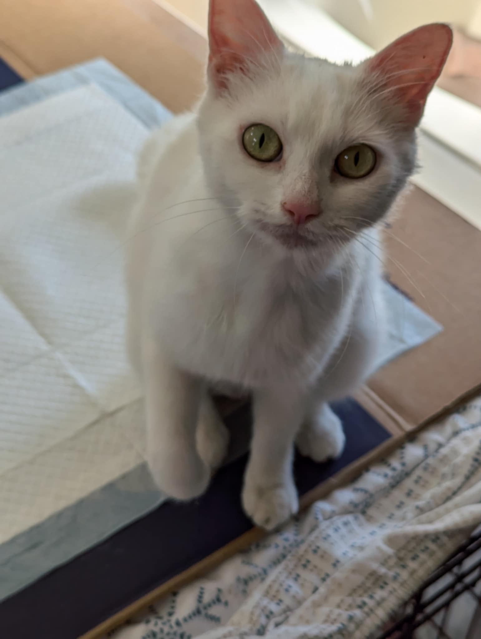 Enlarge Princess, a Adopted American Shorthair in Yakima, WA image 6/6