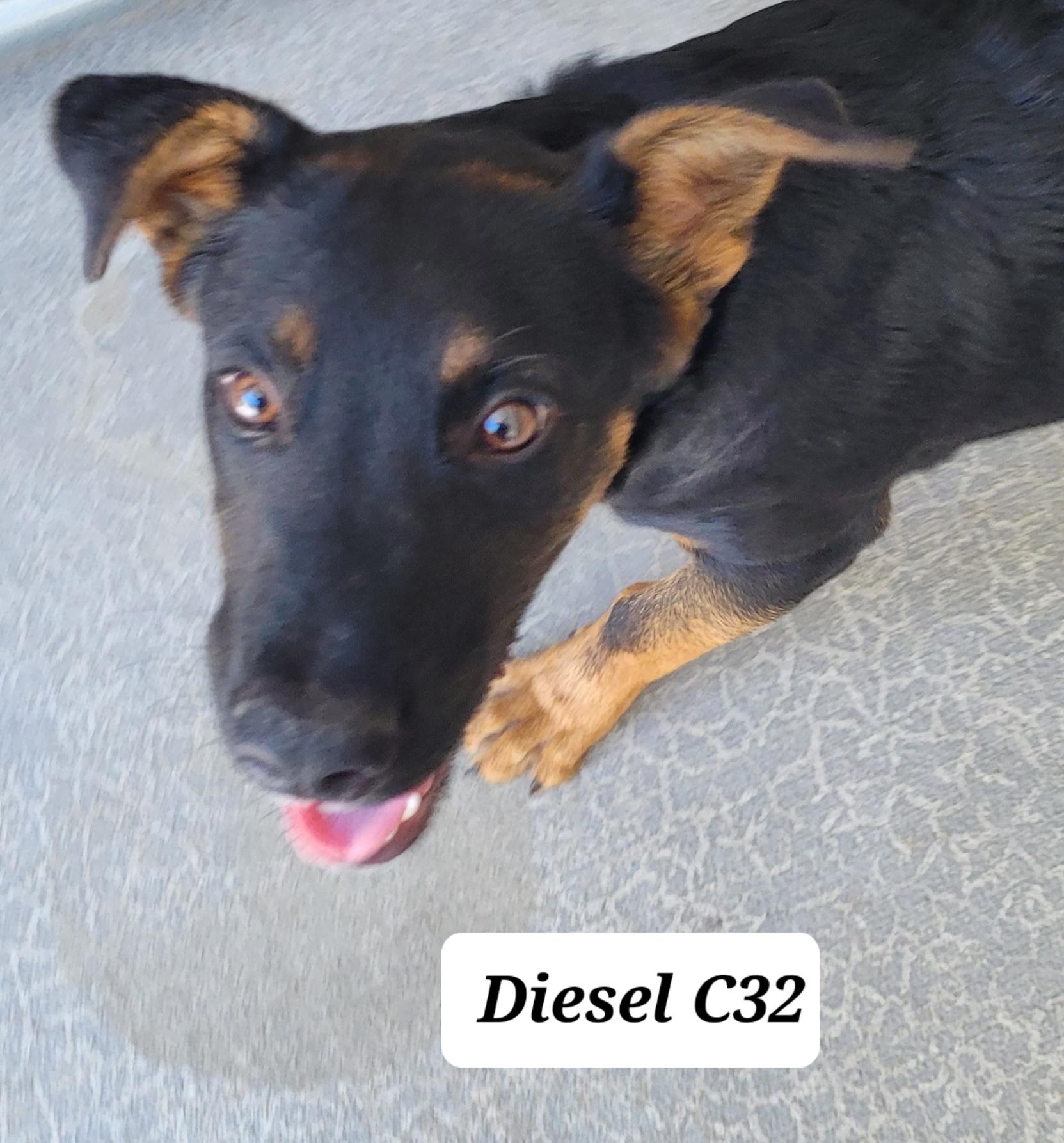 Diesel, ADOPTABLE, Adult Male Shepherd & Labrador Retriever.