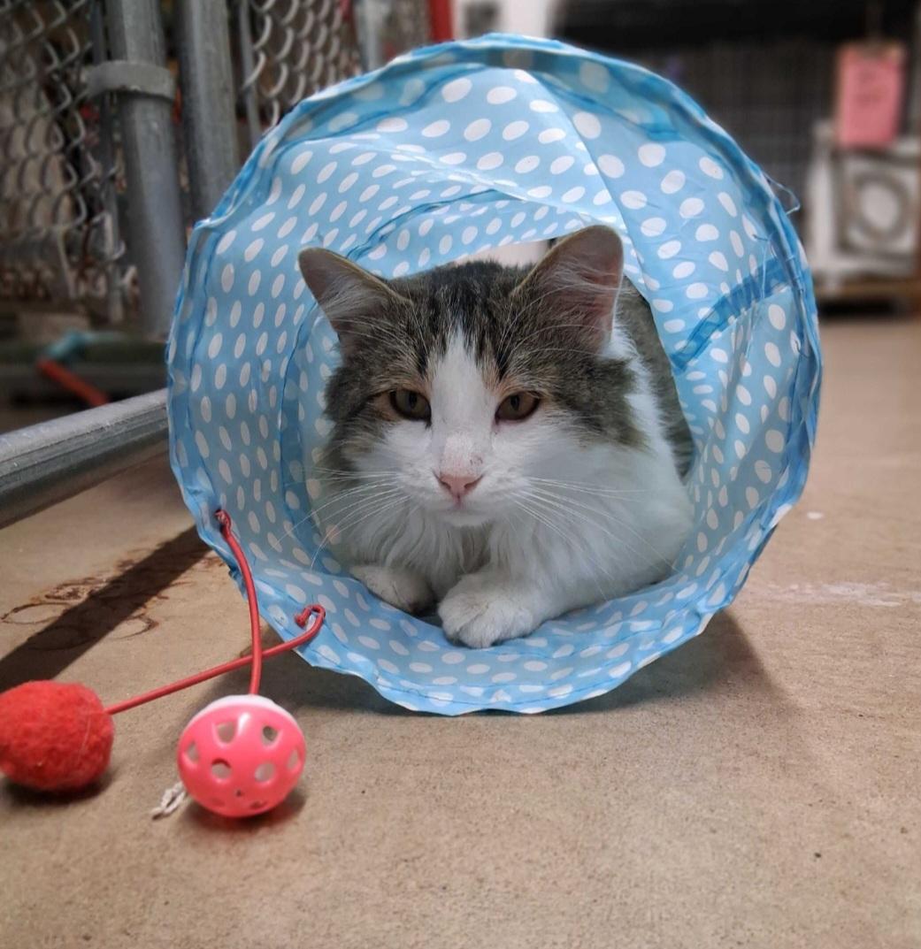 Enlarge BeefCake, an adopted Domestic Long Hair in Durand, WI image 3/3