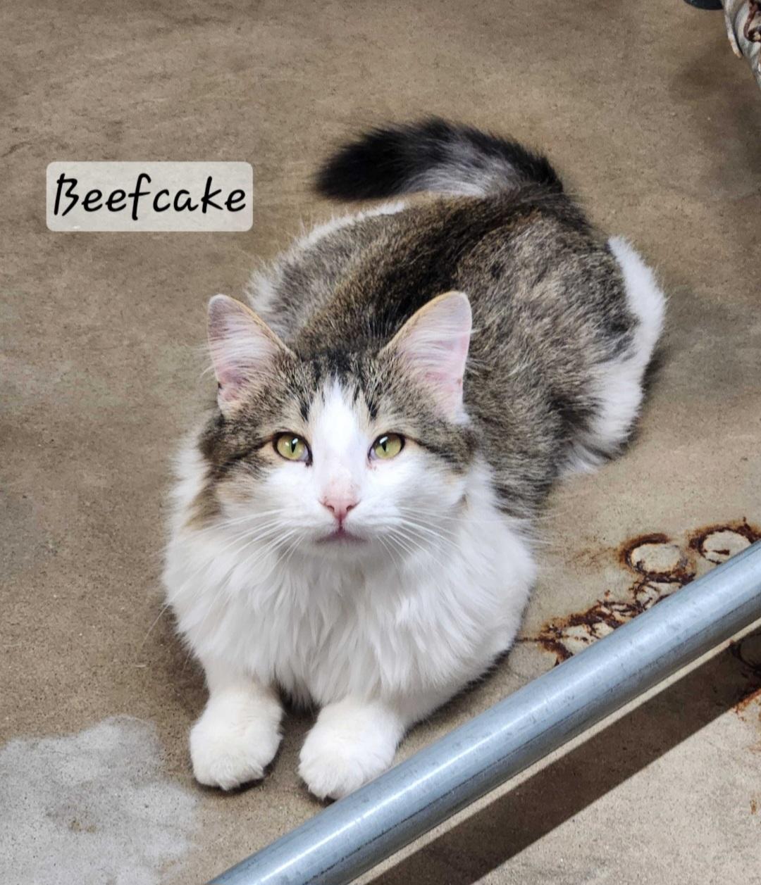 BeefCake, adopted, Adult Male Domestic Long Hair.