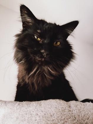 Zeni (Doctor Mew), Adoptable, Young Male Domestic Long Hair & Domestic Short Hair.