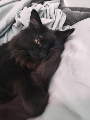 Enlarge Zeni (Doctor Mew), a Adoptable mixed breed in Montreal, QC image 2/3