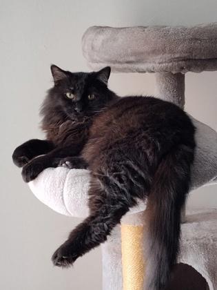 Enlarge Zeni (Doctor Mew), a Adoptable mixed breed in Montreal, QC image 3/3