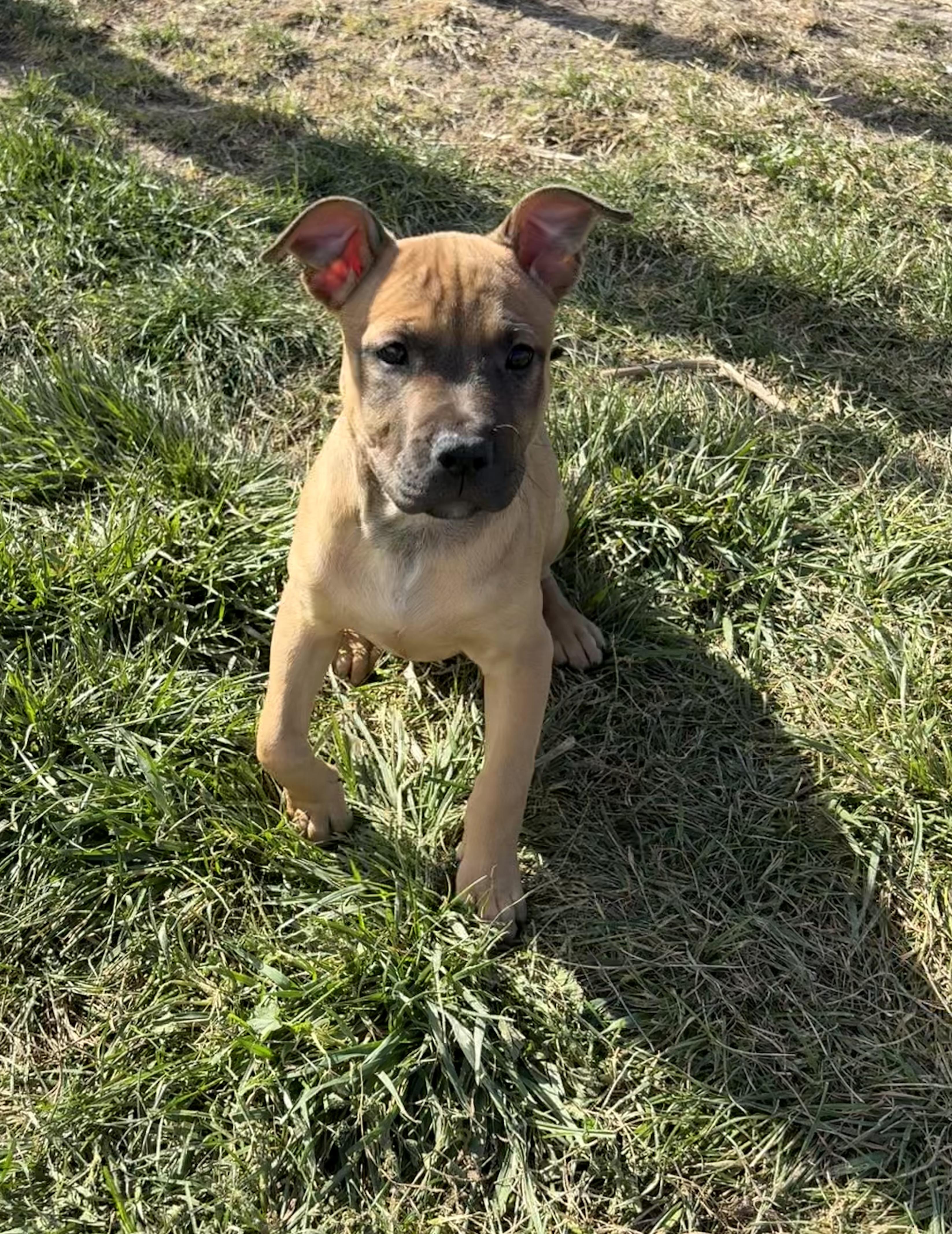 Tina, an adoptable Pit Bull Terrier in Grant, NE, 69140 | Photo Image 5