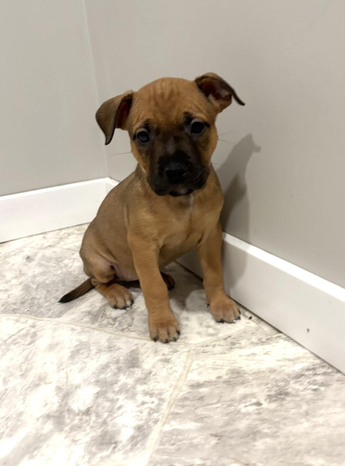 Tina, an adoptable Pit Bull Terrier in Grant, NE, 69140 | Photo Image 2