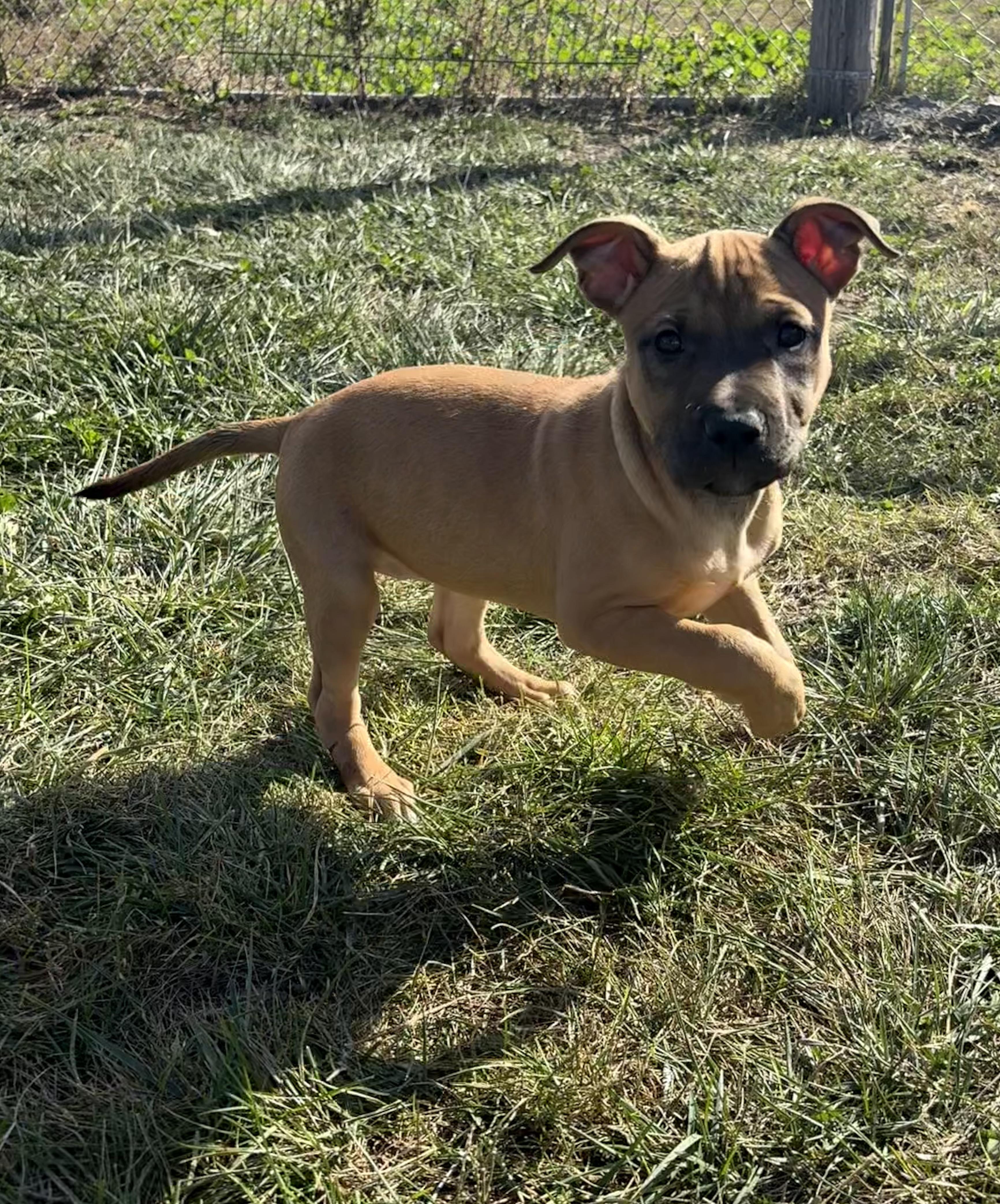 Tina, an adoptable Pit Bull Terrier in Grant, NE, 69140 | Photo Image 6