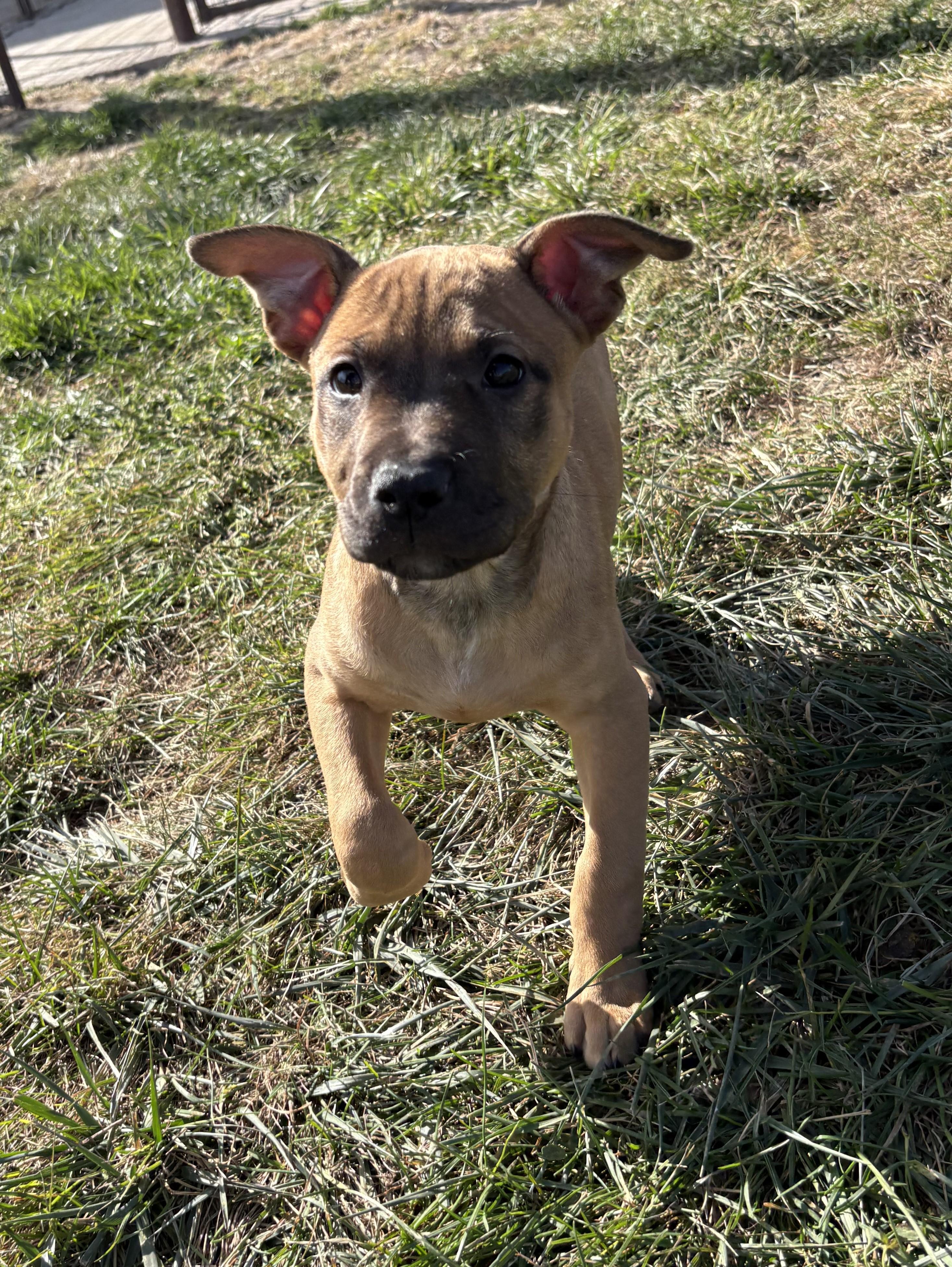 Tina, an adoptable Pit Bull Terrier in Grant, NE, 69140 | Photo Image 1