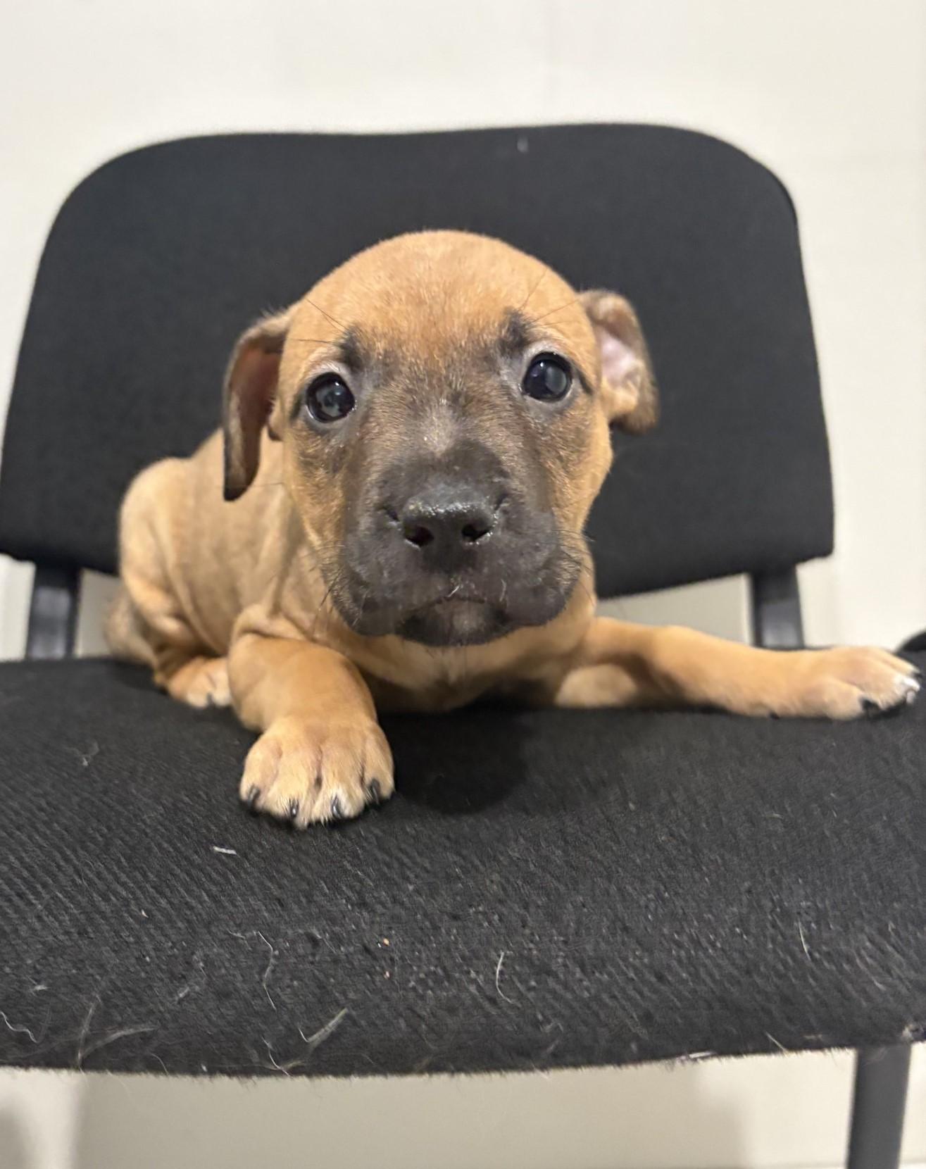 Tina, an adoptable Pit Bull Terrier in Grant, NE, 69140 | Photo Image 3