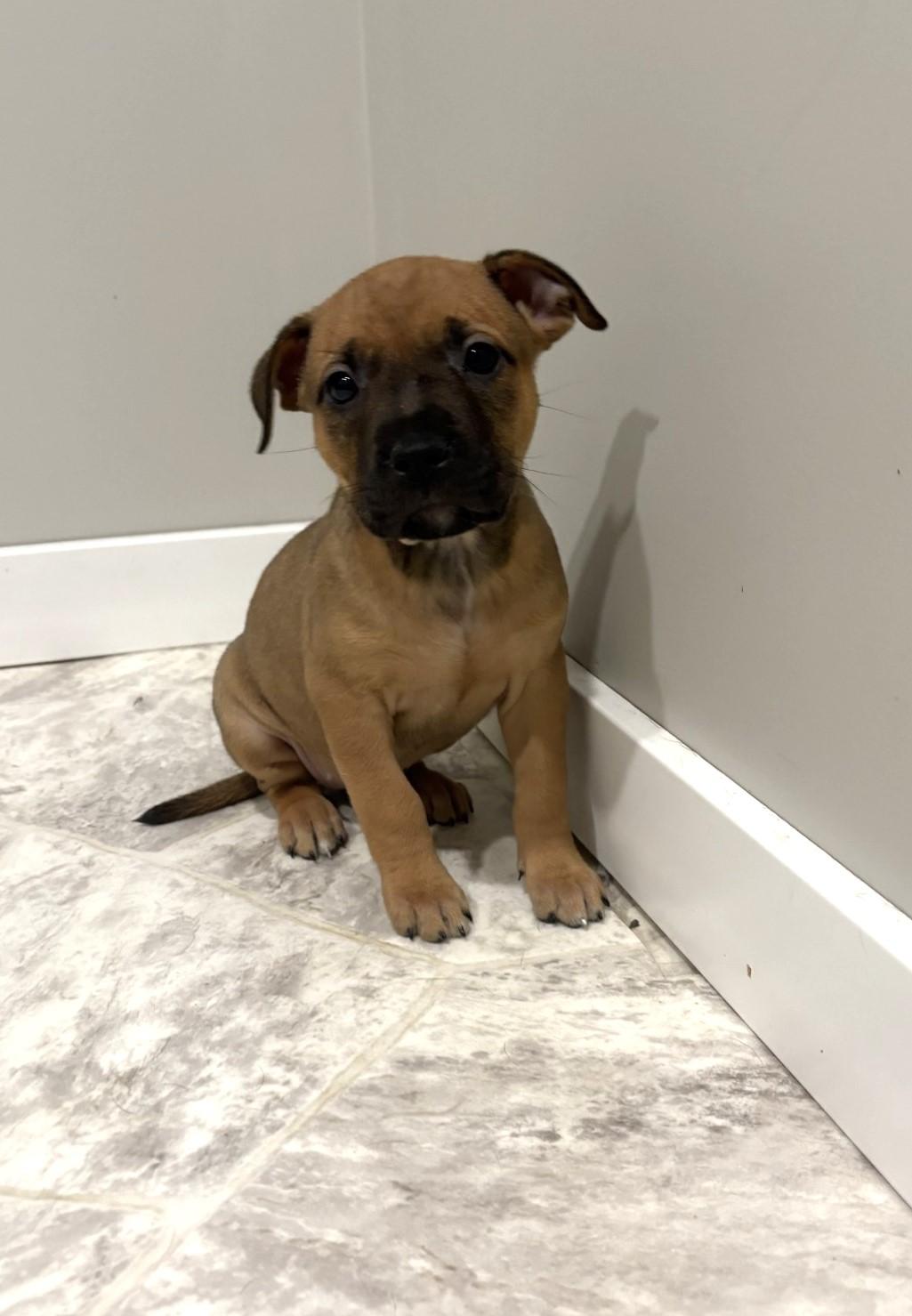 Tina, an adoptable Pit Bull Terrier in Grant, NE, 69140 | Photo Image 1