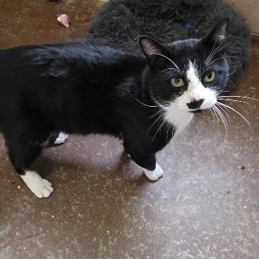 Enlarge Batman, an adopted Domestic Short Hair in Rossville, TN image 3/6