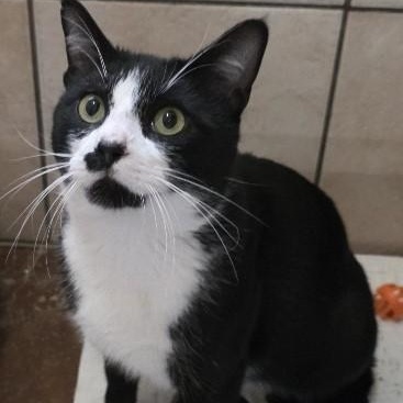 Enlarge Batman, an adopted Domestic Short Hair in Rossville, TN image 2/6