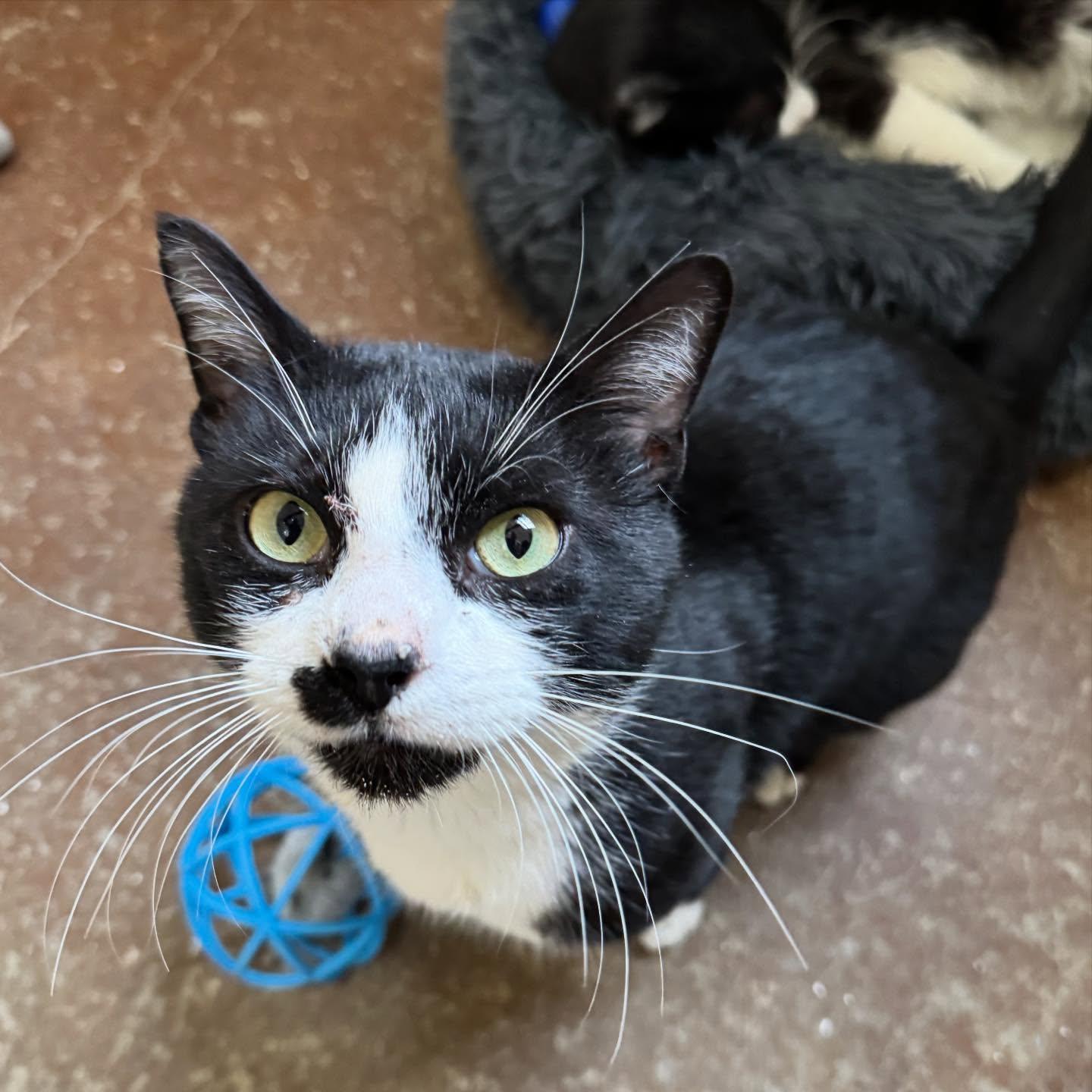 Enlarge Batman, an adopted Domestic Short Hair in Rossville, TN image 1/6