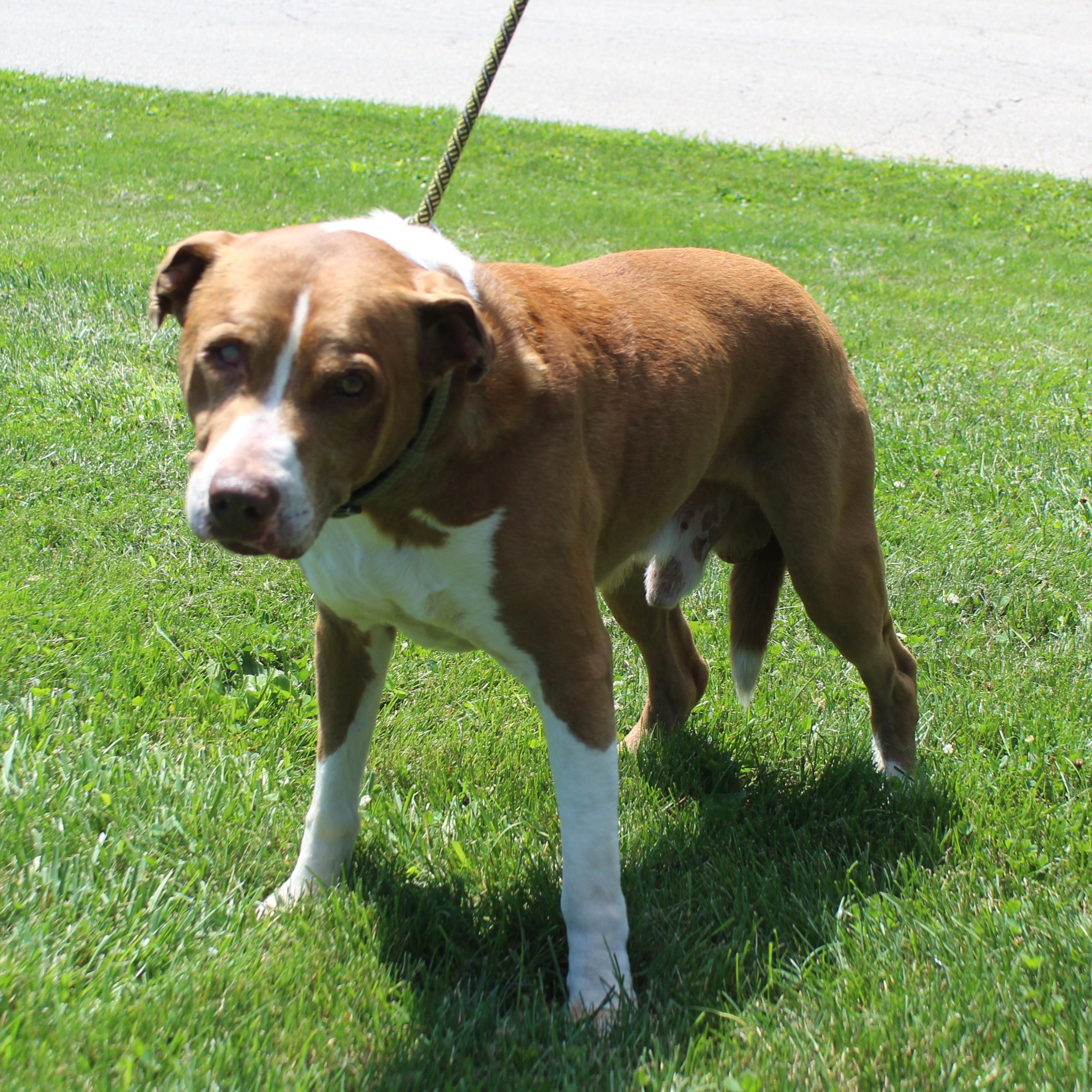 Enlarge Captain (12180), a Adoptable mixed breed in Heath, OH image 3/3