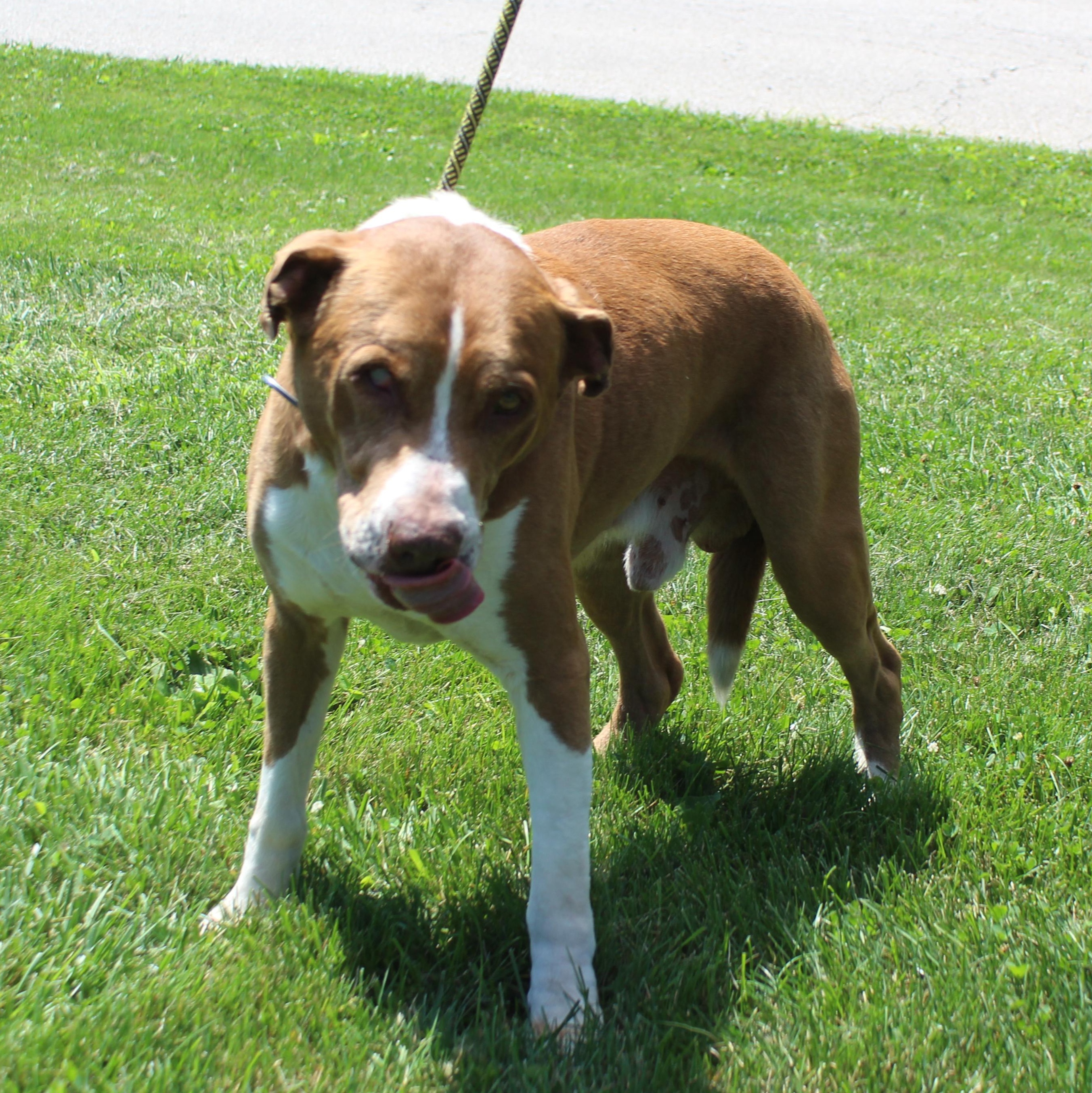 Captain (12180), ADOPTABLE, Senior Male Hound & Pit Bull Terrier.