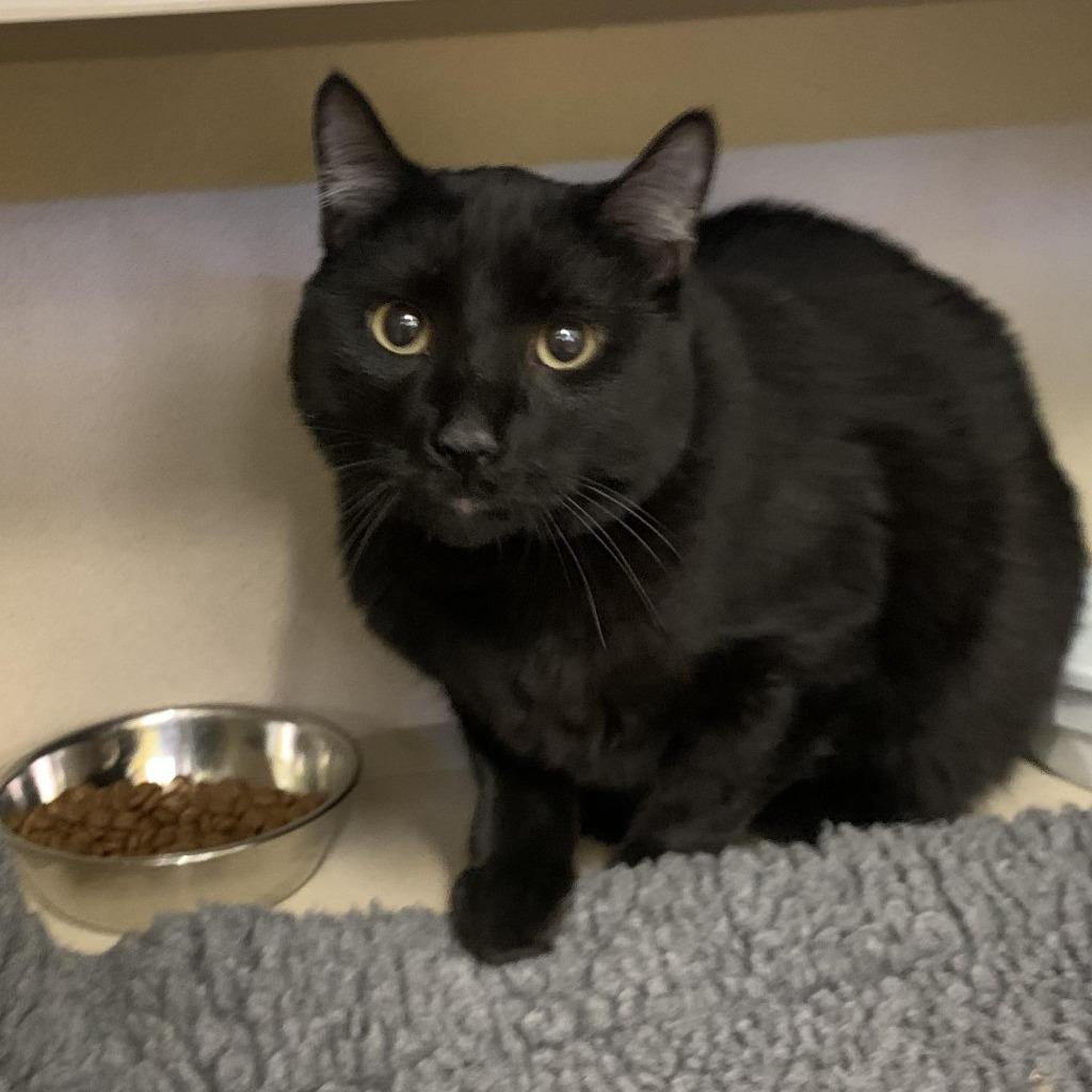 Theo, Adoptable, Adult Male Domestic Short Hair.