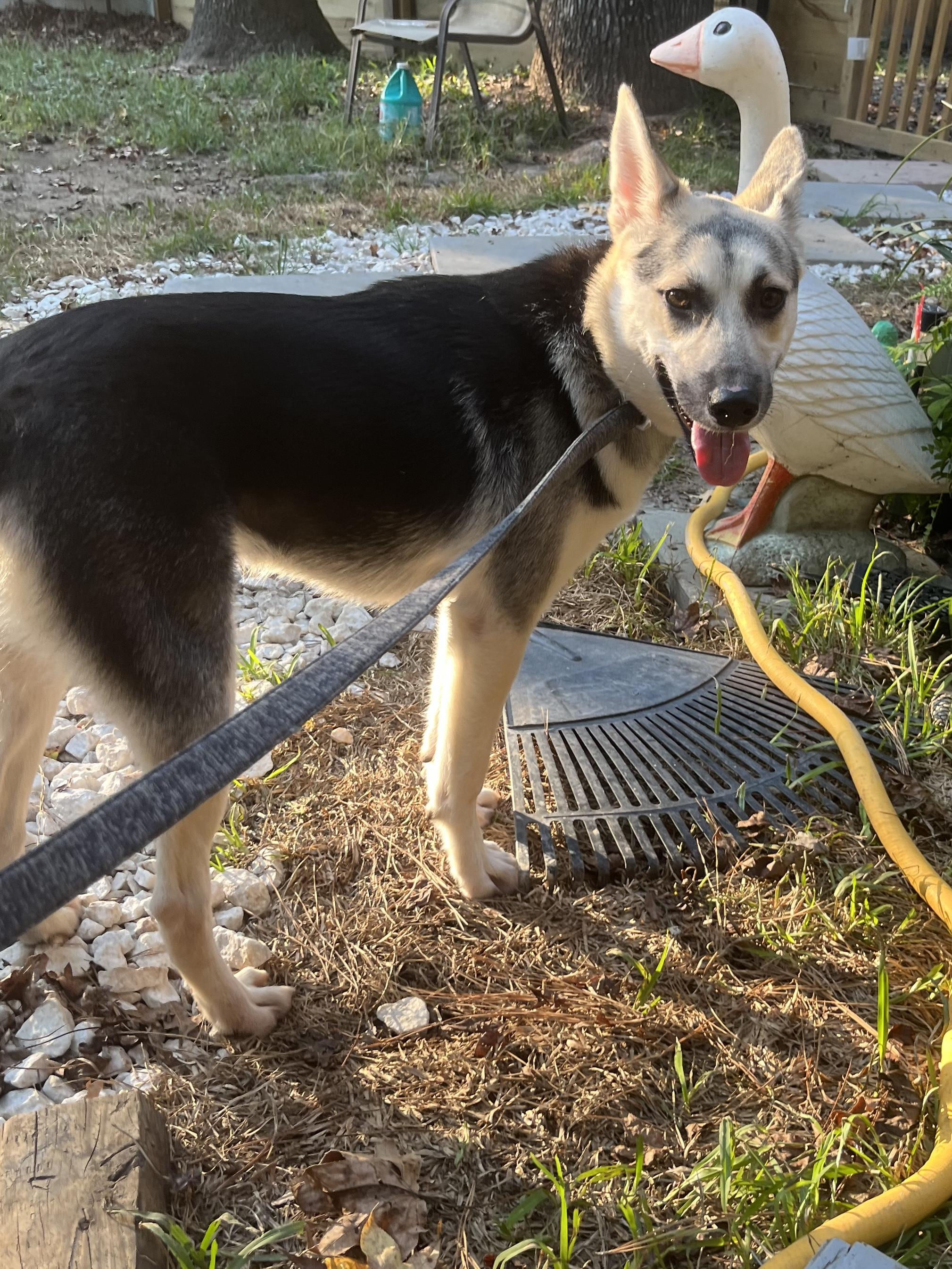 Enlarge Hazel 2, an adopted German Shepherd Dog in New Caney, TX image 2/4