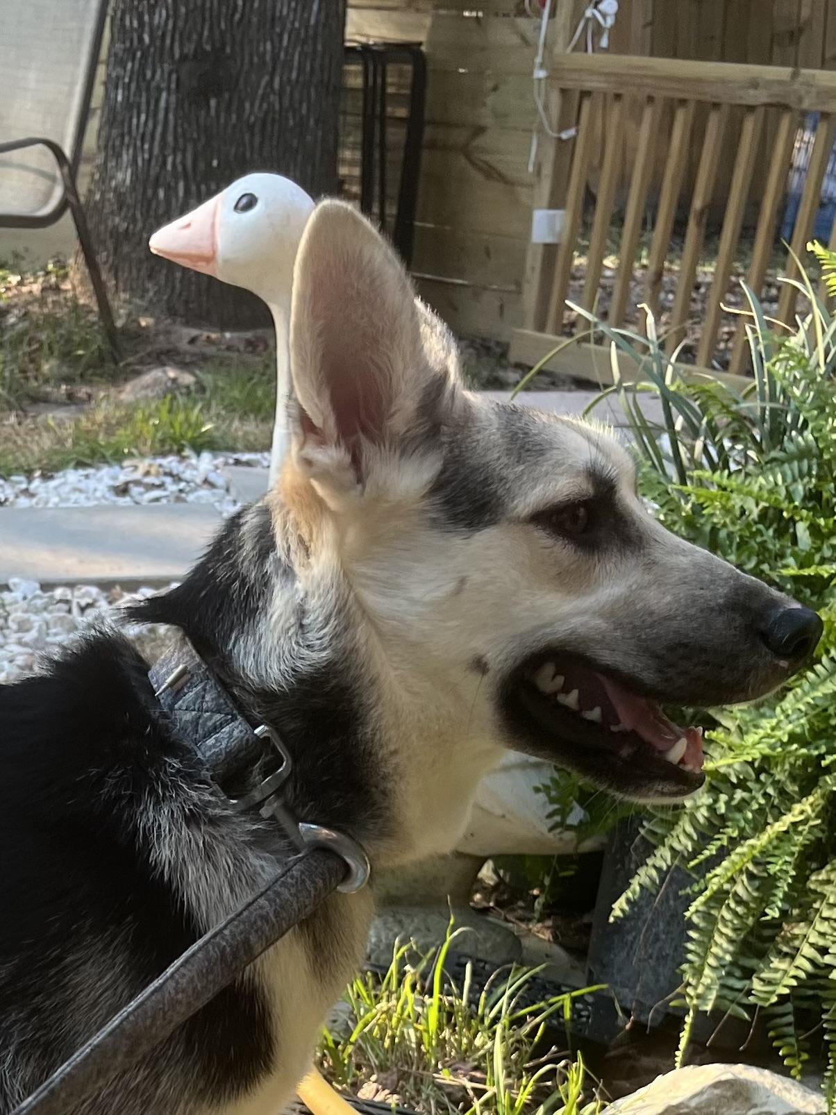 Enlarge Hazel 2, an adopted German Shepherd Dog in New Caney, TX image 3/4