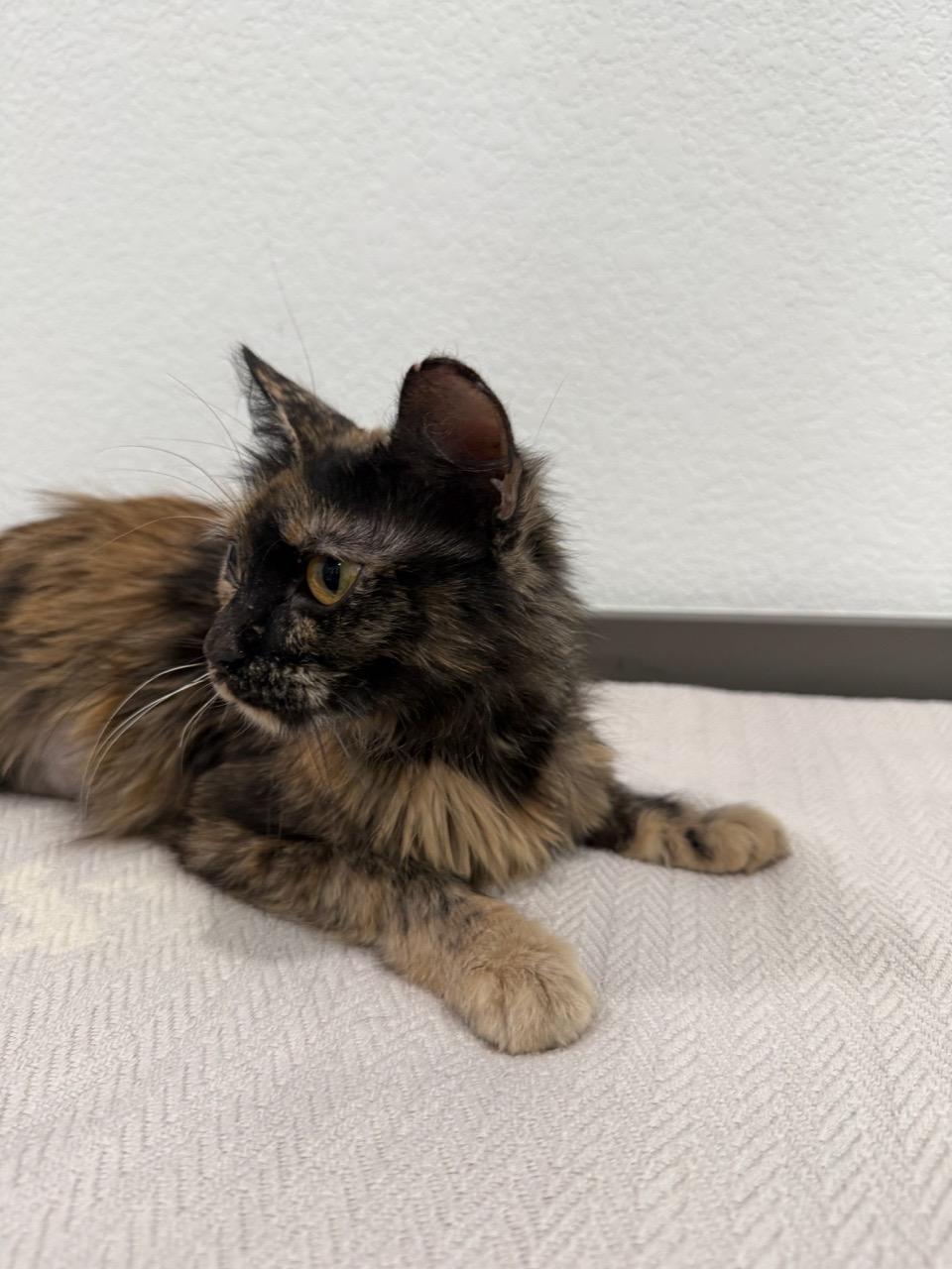 Missouri, an adopted Domestic Short Hair in Las Vegas, NV image 2/3