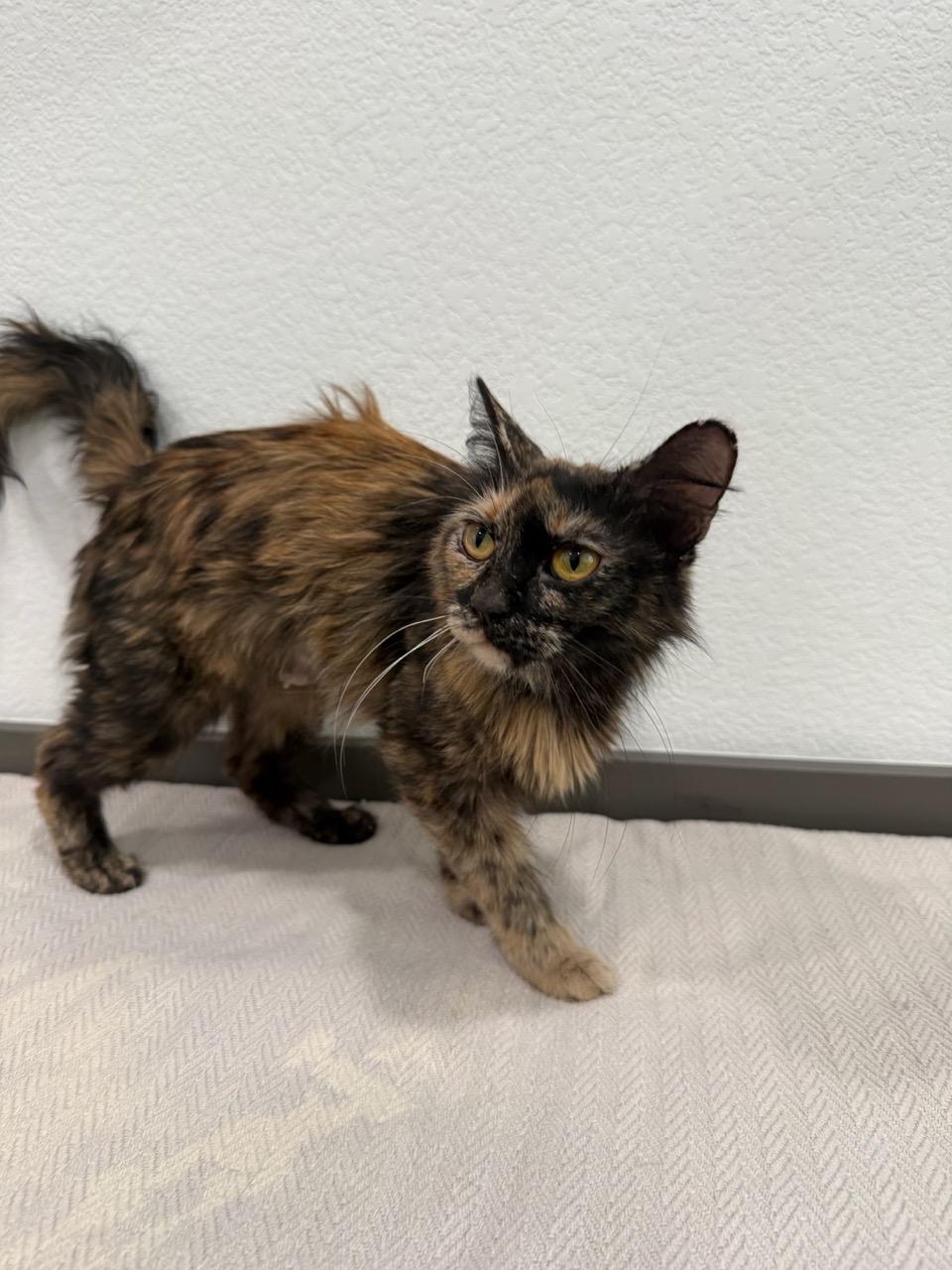 Missouri, adopted, Young Female Domestic Short Hair.