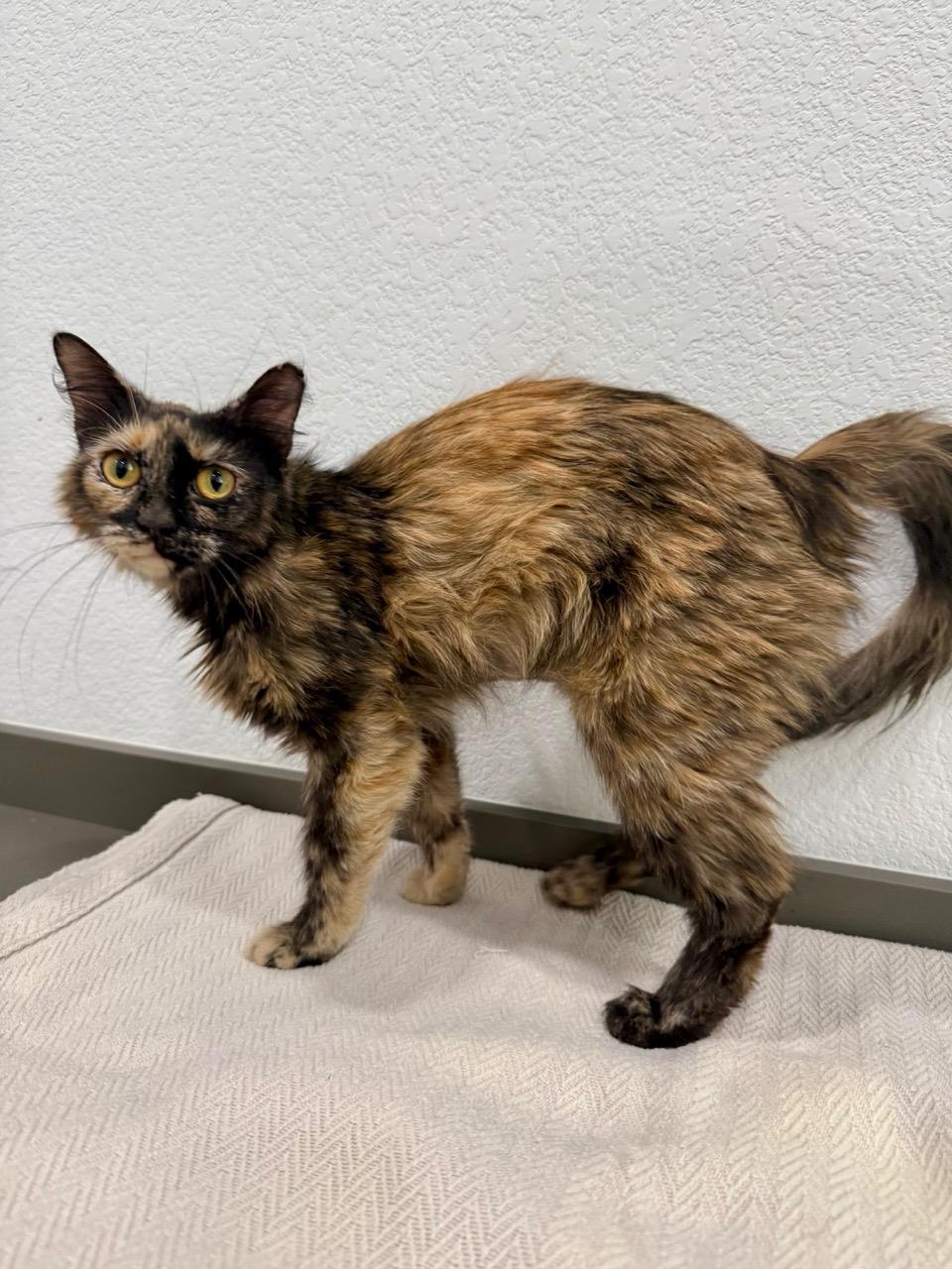 Missouri, an adopted Domestic Short Hair in Las Vegas, NV image 3/3