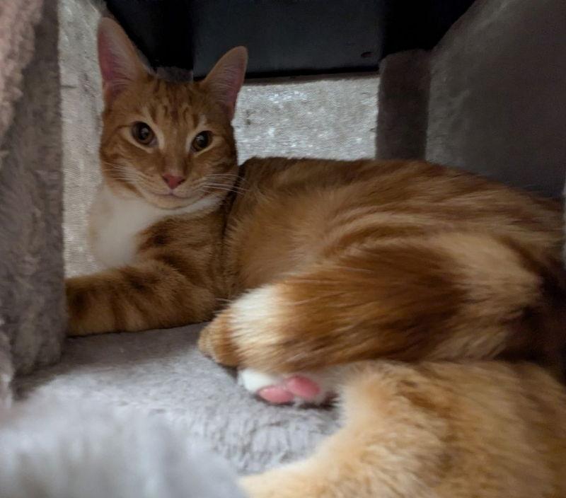 Rikers, Adoptable, Adult Male Tabby & Domestic Short Hair.