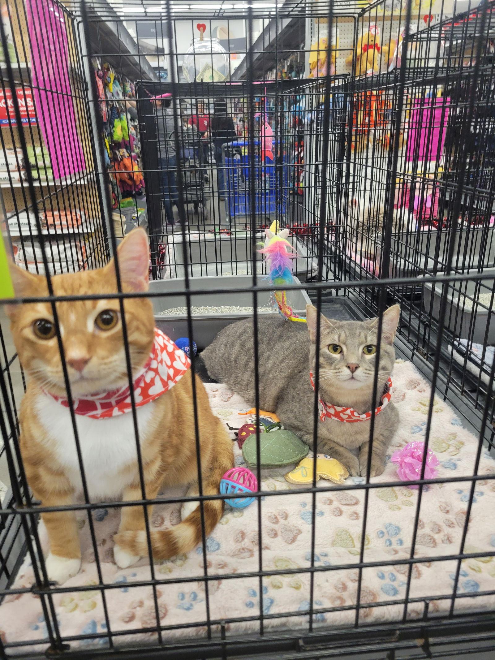 Rikers, a Adoptable mixed breed in Ball Ground, GA image 2/3