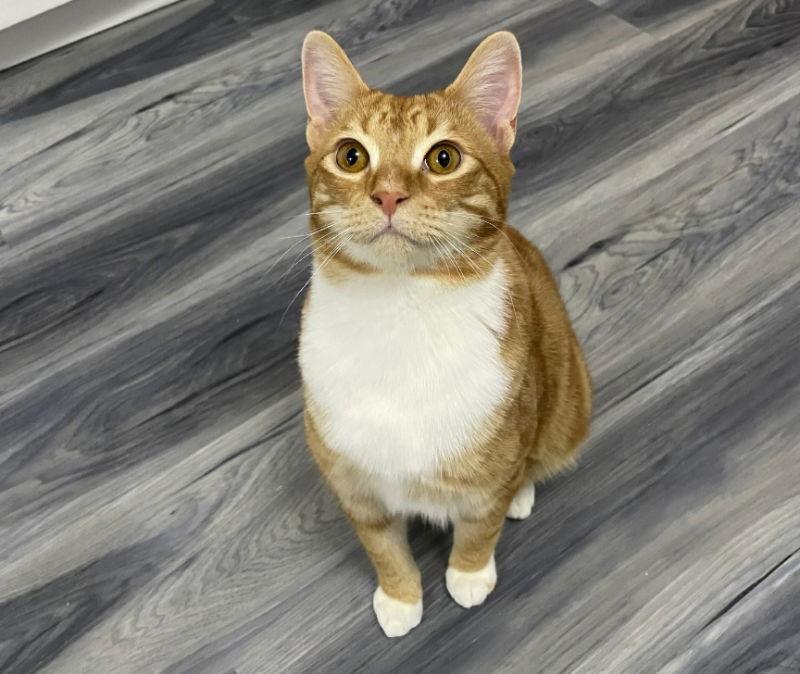 Rikers, a Adoptable mixed breed in Ball Ground, GA image 3/3