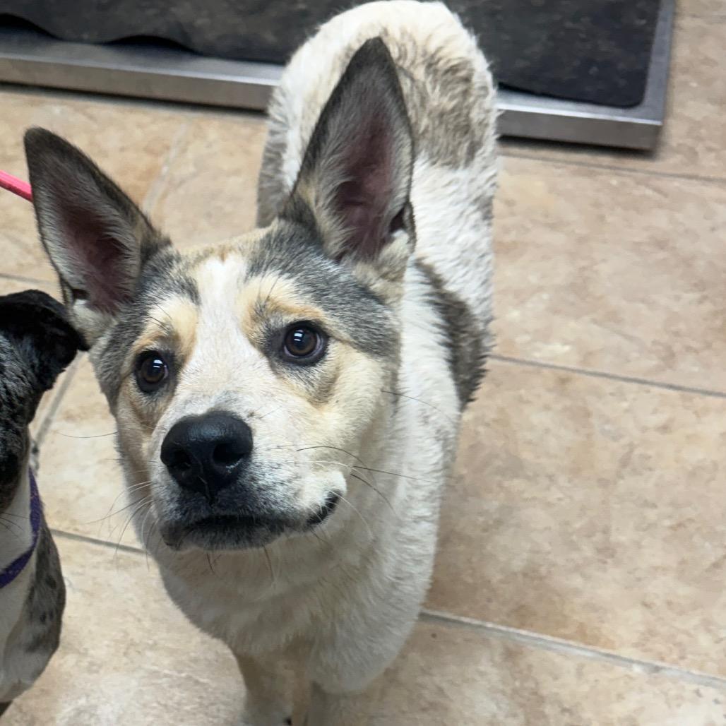 Koda, Adoptable, Adult Male Husky & German Shepherd Dog.
