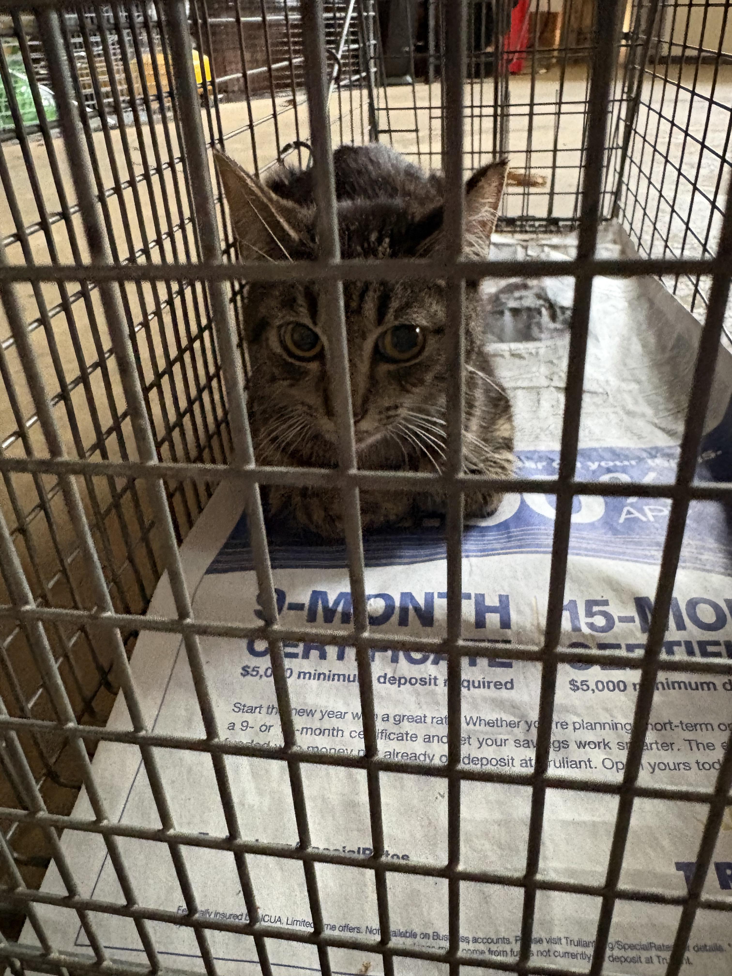 Chester, Adoptable, Young Male Domestic Short Hair.