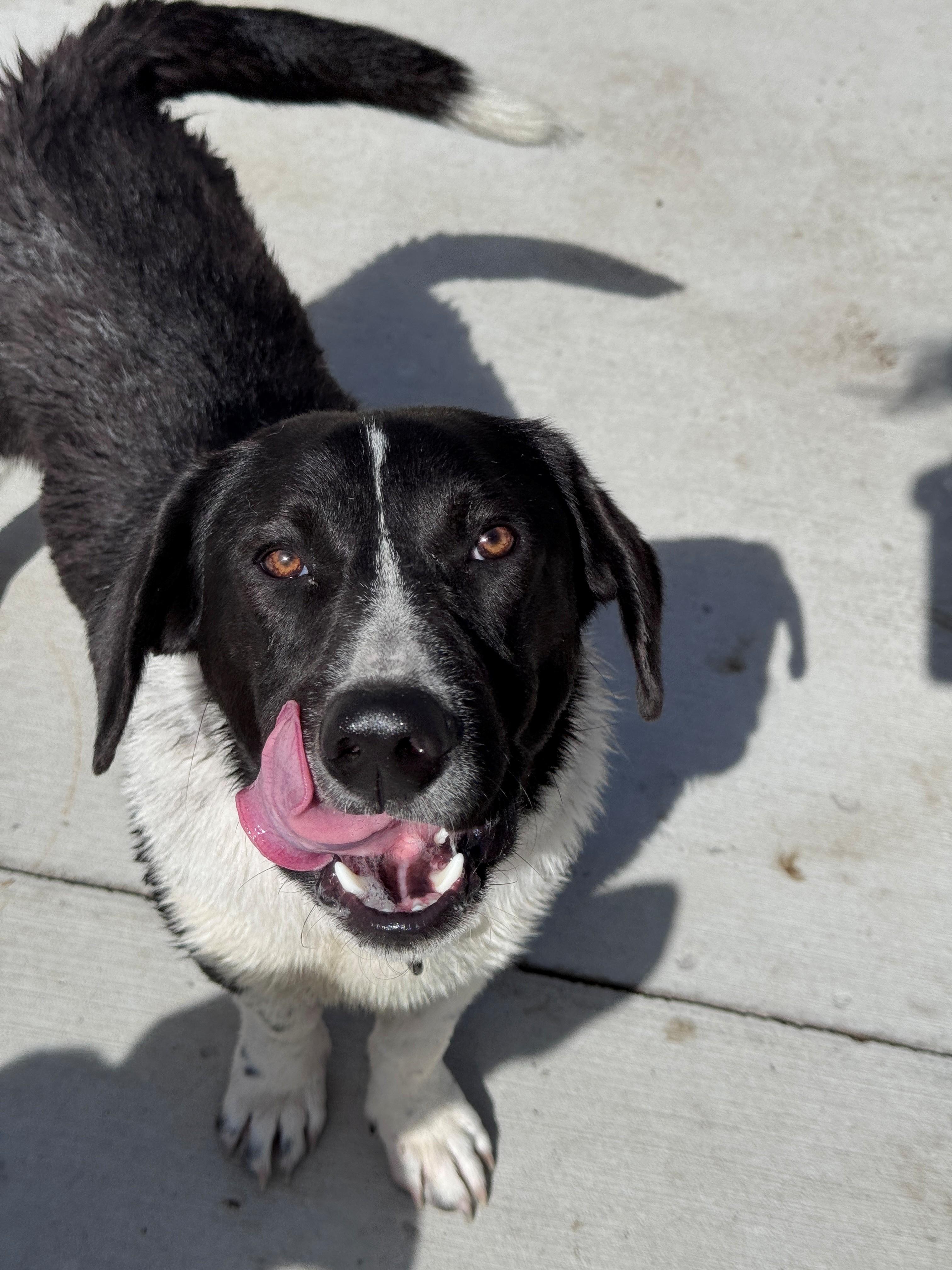 Enlarge Reuben, an adopted mixed breed in Hackensack, MN image 4/6