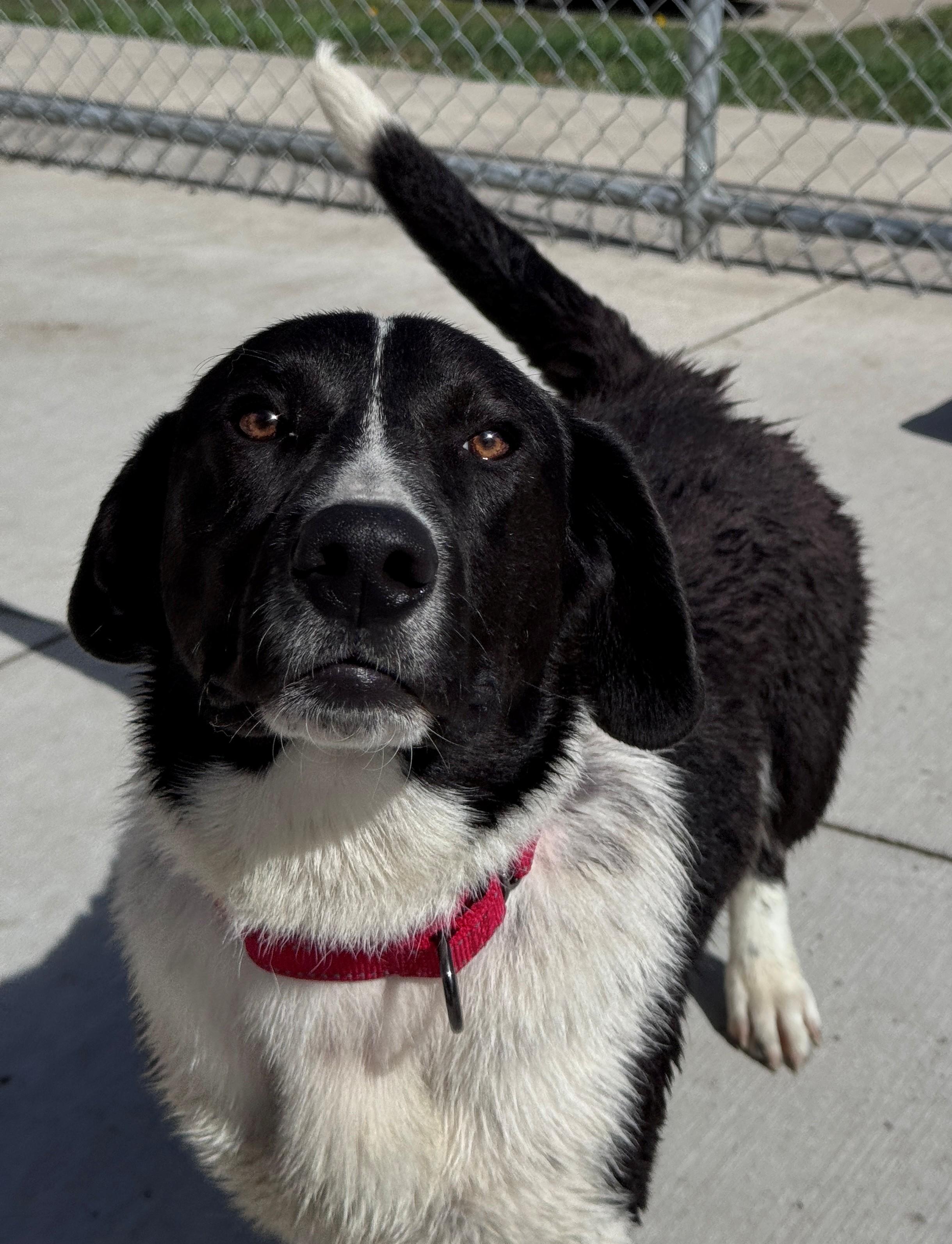 Reuben, adopted, Young Male Cardigan Welsh Corgi & Border Collie.